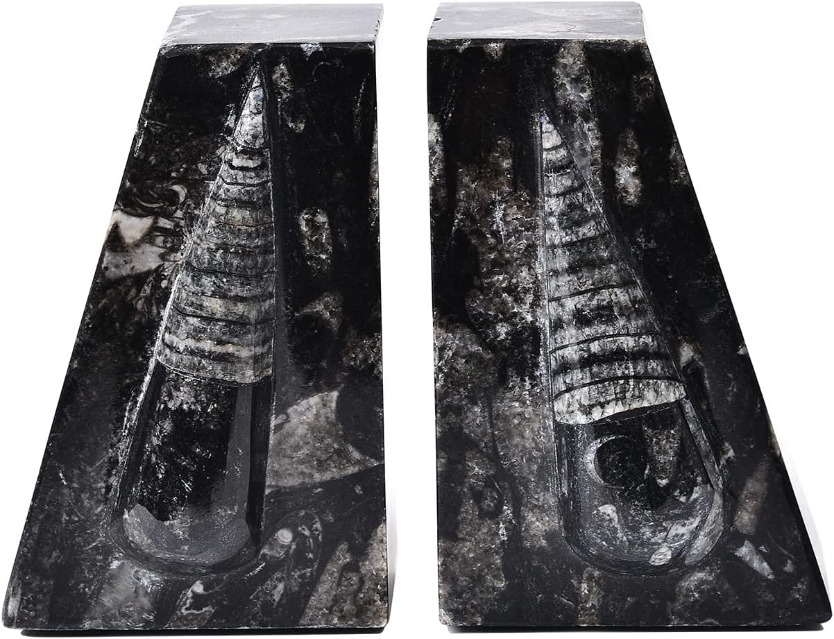 Orthoceras Round Bookend Pair