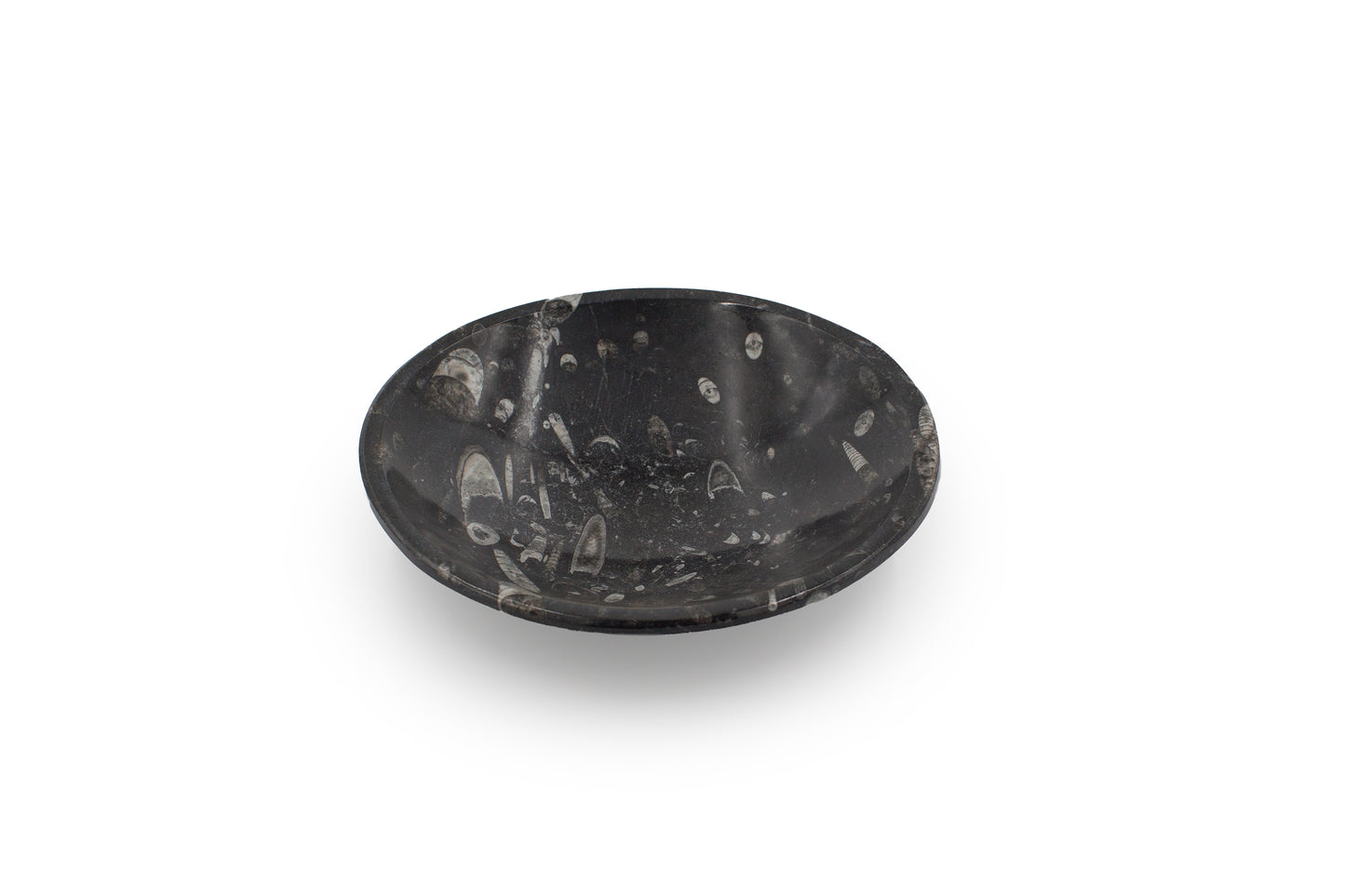 Goniatite Bowl