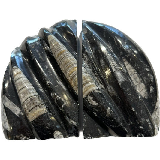 Orthoceras Round Bookend Pair