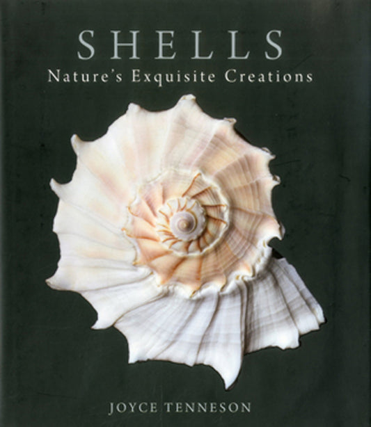 Shells by Joyce Tennson